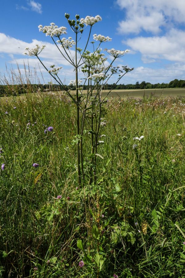 cows parsnip in field